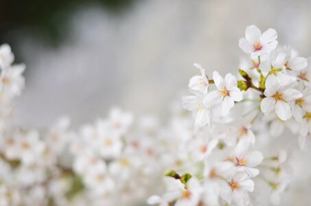 Sakura spring flowers love