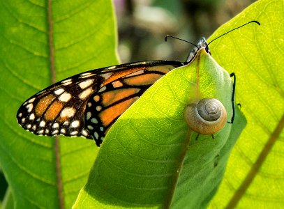 Monarch butterfly with snail on Milkweed