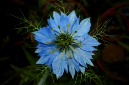 Nigella damascena photo