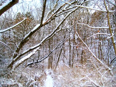 winter path photo