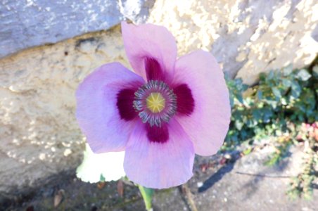 Papaver somniferum