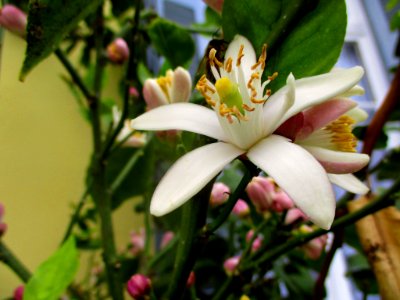 lemon flower
