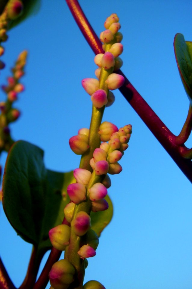 Basella alba rubra