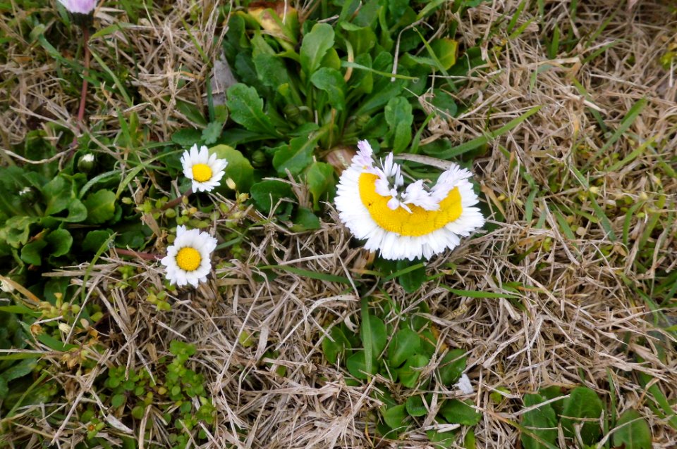 fasciated bellis perrenis