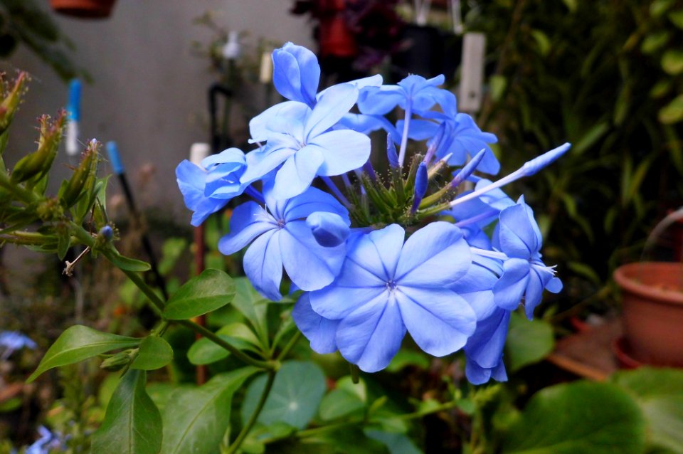 Plumbago auriculata, Royal cape