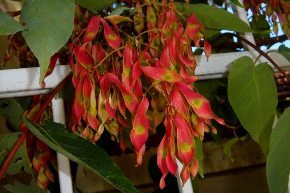 Ailanthus altissima