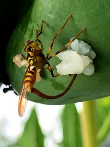 20200601-APHIS-PK-IYPH-0062