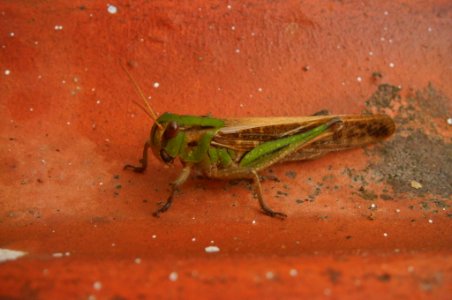 Locusta migratoria photo