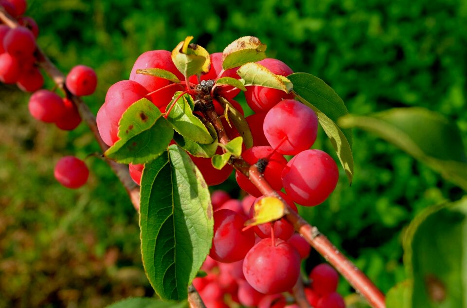 Wild red autumn