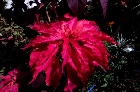 Amaranthus tricolor 'Early Splendor'