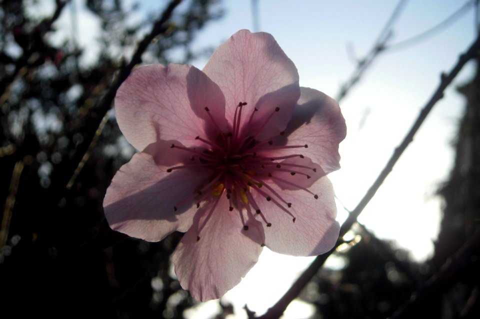 Ροδακινιά, peach flower