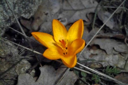 Crocus chrysanthus photo