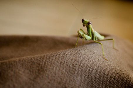 My Mate Mantis photo