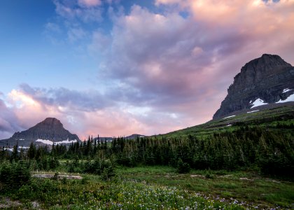 Logan Pass - Aster Bloom