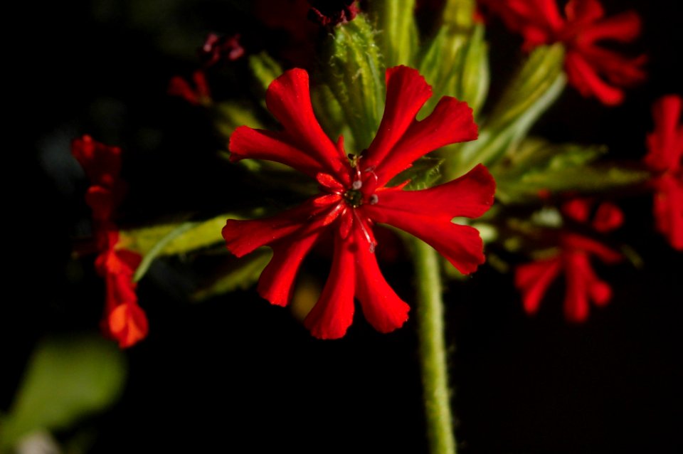 Lychnis chalcedonica