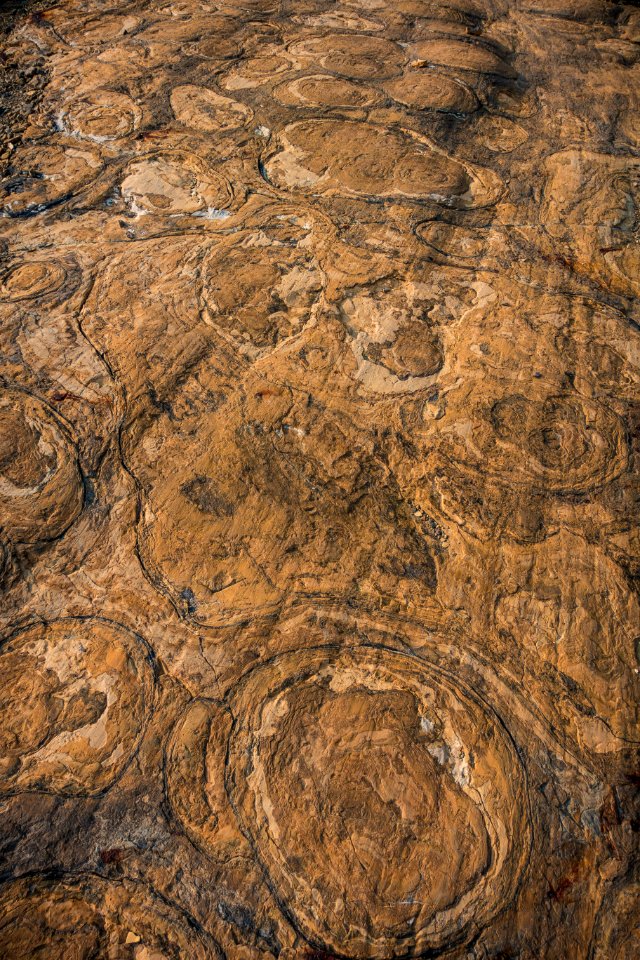 Stromatolites at Grinnell Glacier photo