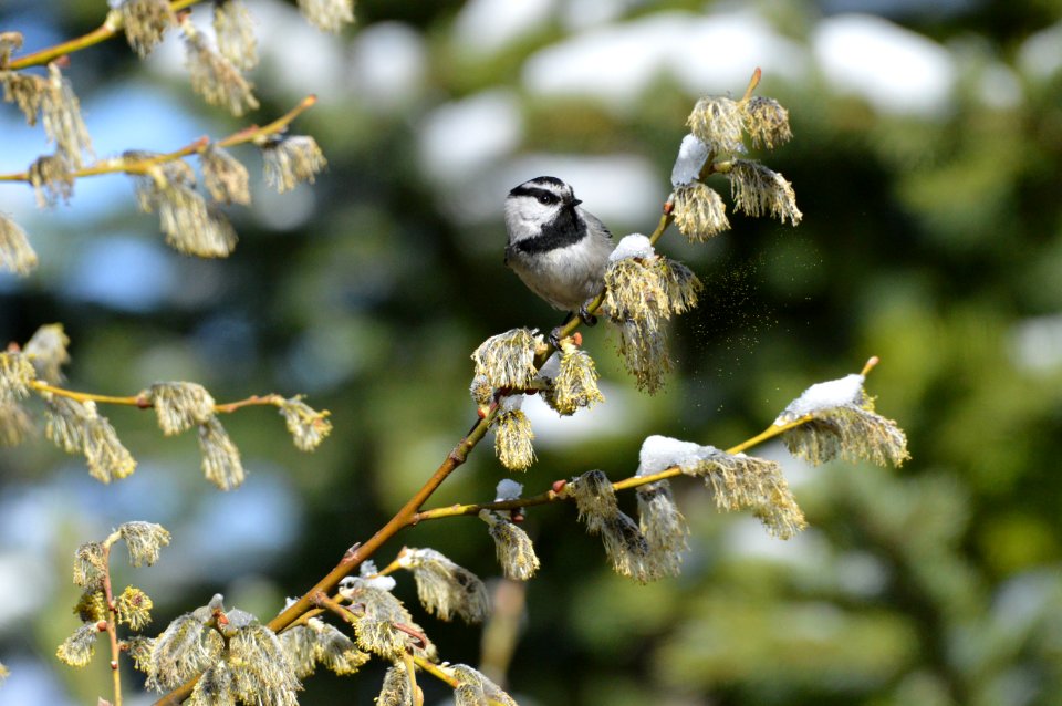 Mountain chickadee