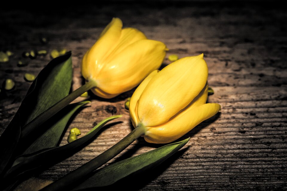 Yellow plant yellow flower