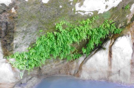 Adiantum capillus-veneris