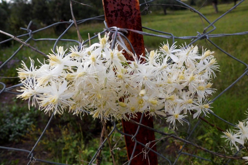 Clematis vitalba, Ζεμπελινα, Αγραμπελη