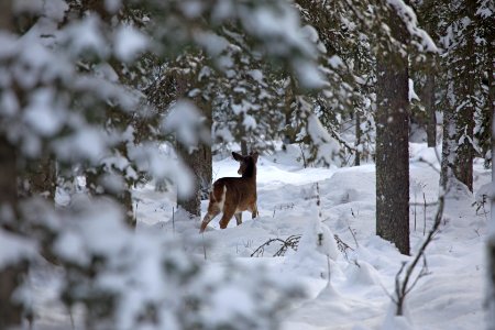 White-tailed deer