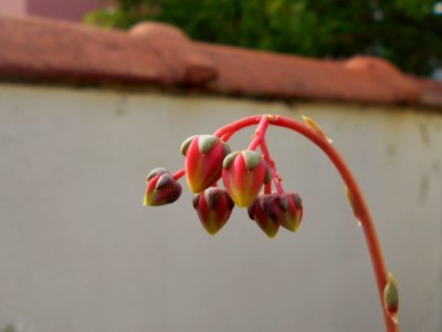 Echeveria 'Dionysos