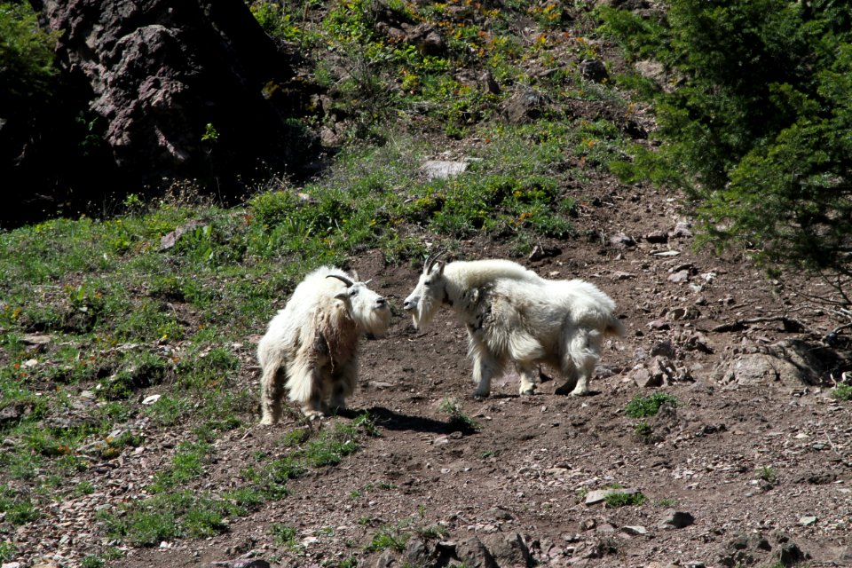 Two goats near the Goat Lick