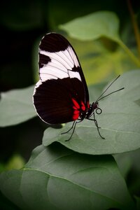 Closed wings black and white nature