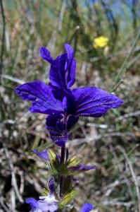 Salvia viridis