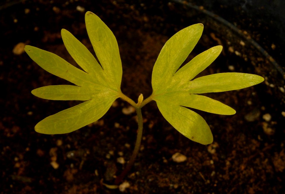 Tilia cotyledons