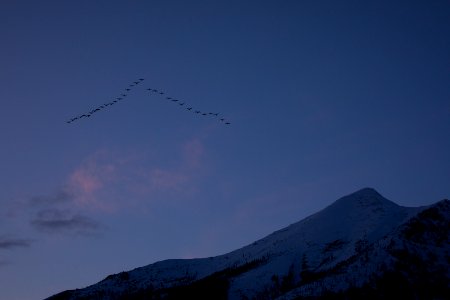 Tundra Swans (Cygnus columbianus)