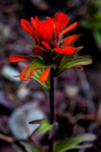 Indian Paintbrush (2) -Castelleja hispida