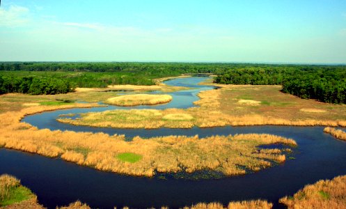Aerial view of forest, river and marsh photo