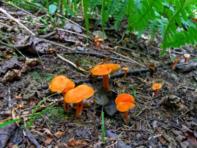 Mushroom
