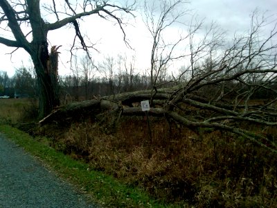 Hurricane Sandy caused damage to Great Swamp National Wildlife Refuge (NJ)