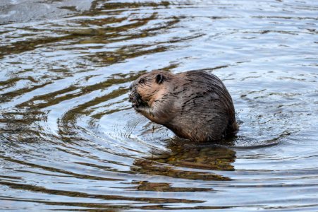 Beaver in McDonald Creek photo