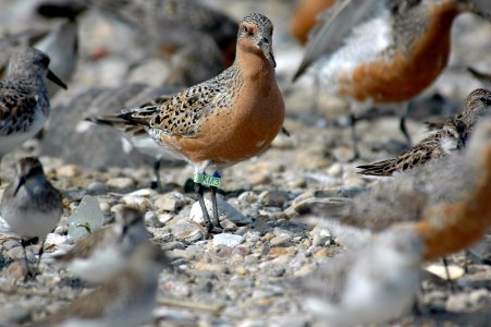 Tagged Red Knot photo