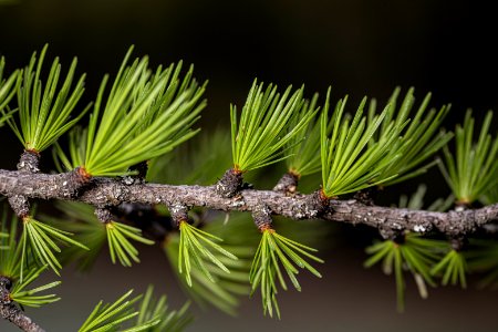 Western Larch (Larix occidentalis)