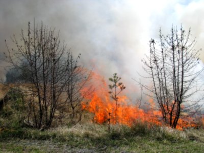 Controlled Burn Maintains Grassland photo