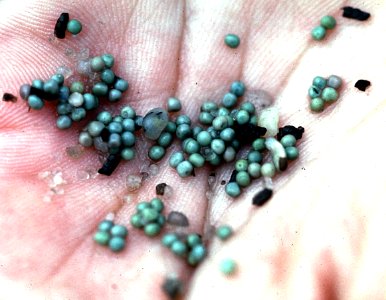 Horseshoe crab eggs in hand photo