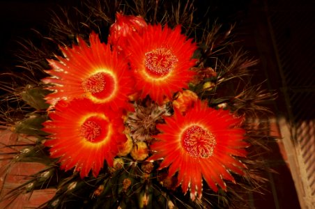 Ferocactus wislizeni
