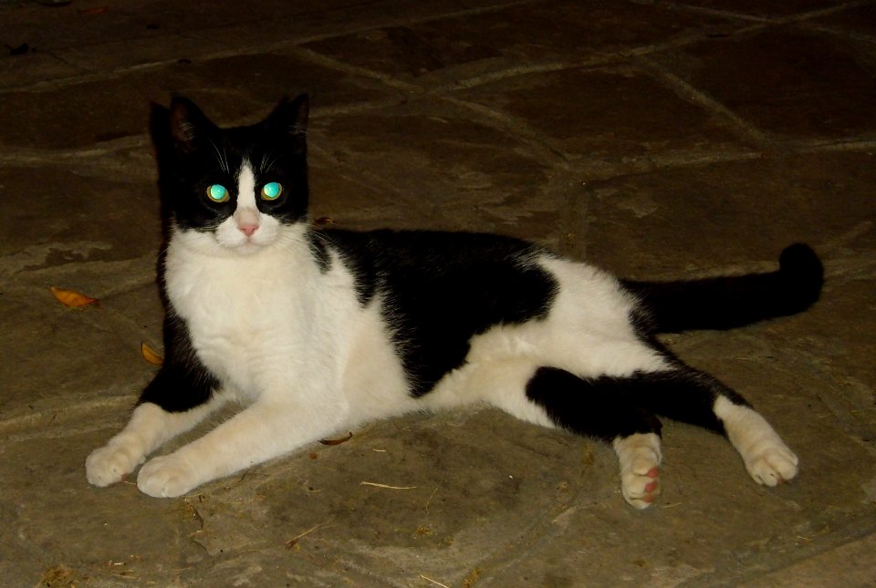 lazer eyes