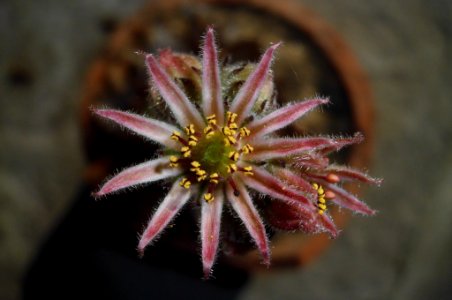 Sempervivum