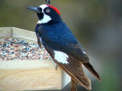 Acorn Woodpecker photo