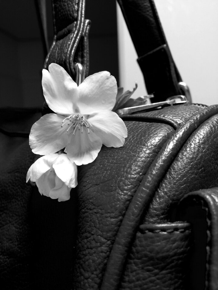 Purse flower cherry blossom