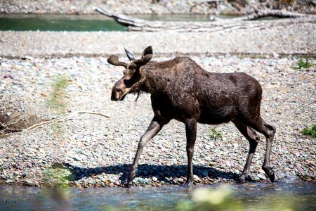 Moose in McDonald Creek (2) photo