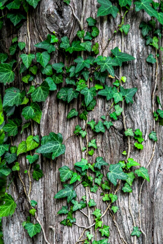 Garden bark tree