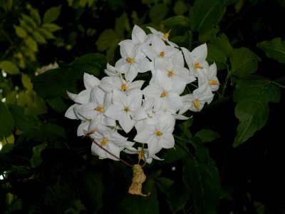 Solanum laxum photo