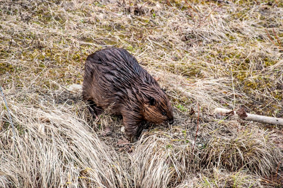 North American beaver (Castor canadensis)