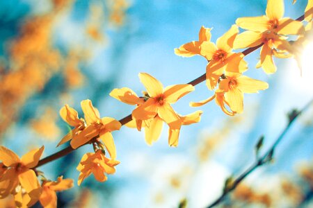 Flora nature yellow